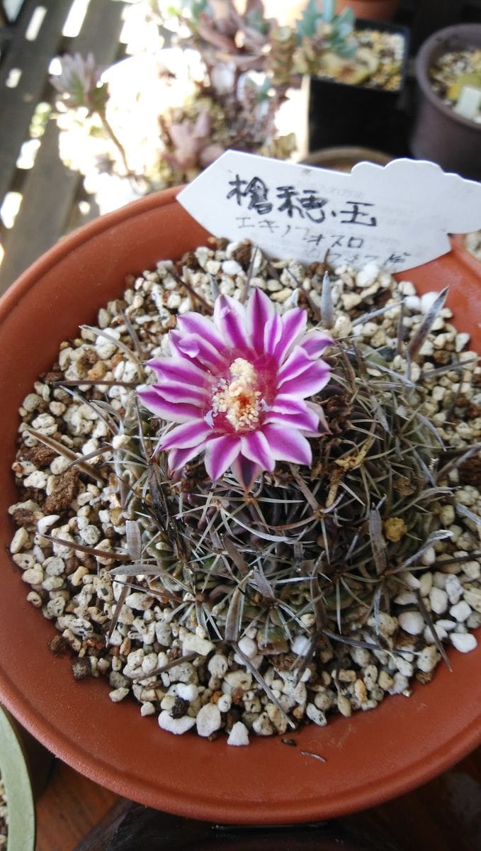 槍穂丸が開花。姿が小さくなった。鉢から外すと根がない。ビックリ！植え替えみたけど