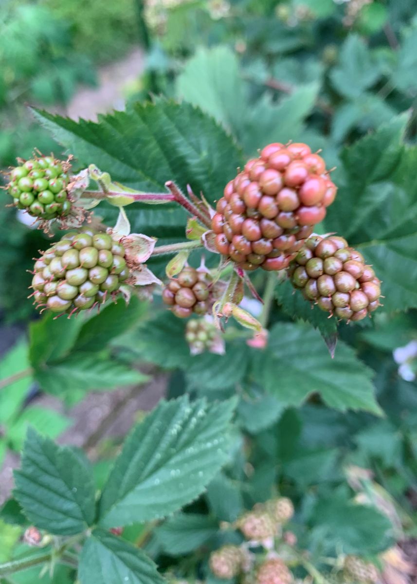 東側に植えてあるブラックベリー、早くも色付き始めました。 西側のブラックベリーは