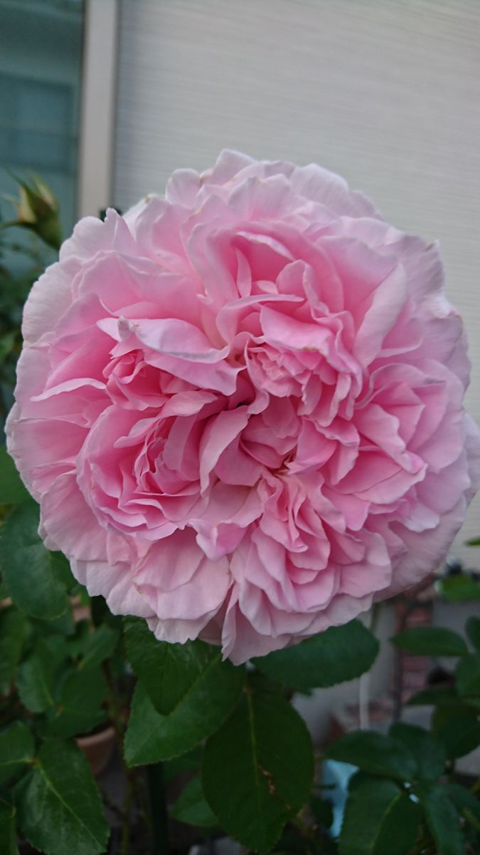 名前がわからないです…🙉 ピンクの大きめの花で 花芯が特徴ありです❇️