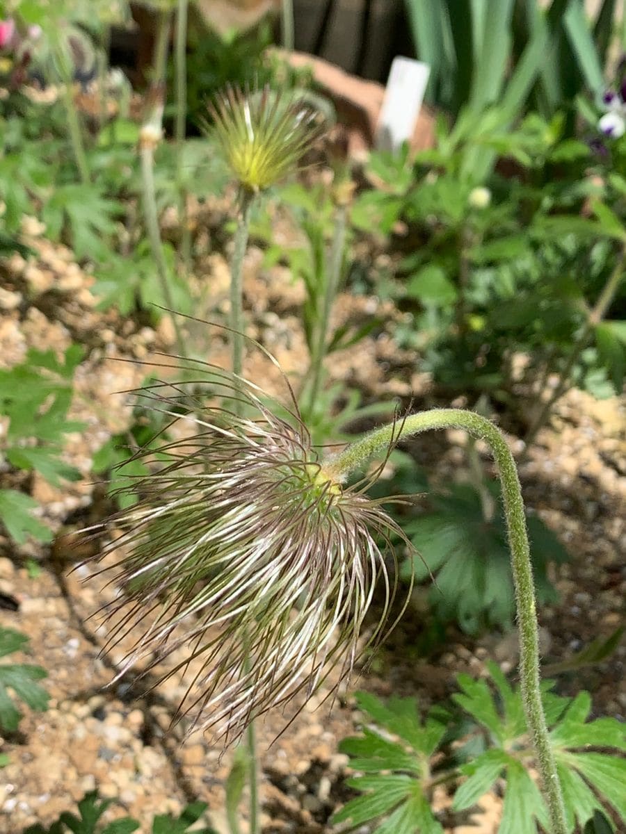 オキナグサの写真 by アオサギ 4/10撮影  結実して、また俯く。