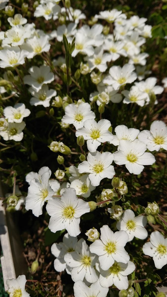 アレナリアモンタナ アルメリア同様 花メンガーデン のアルバム みんなの趣味の園芸