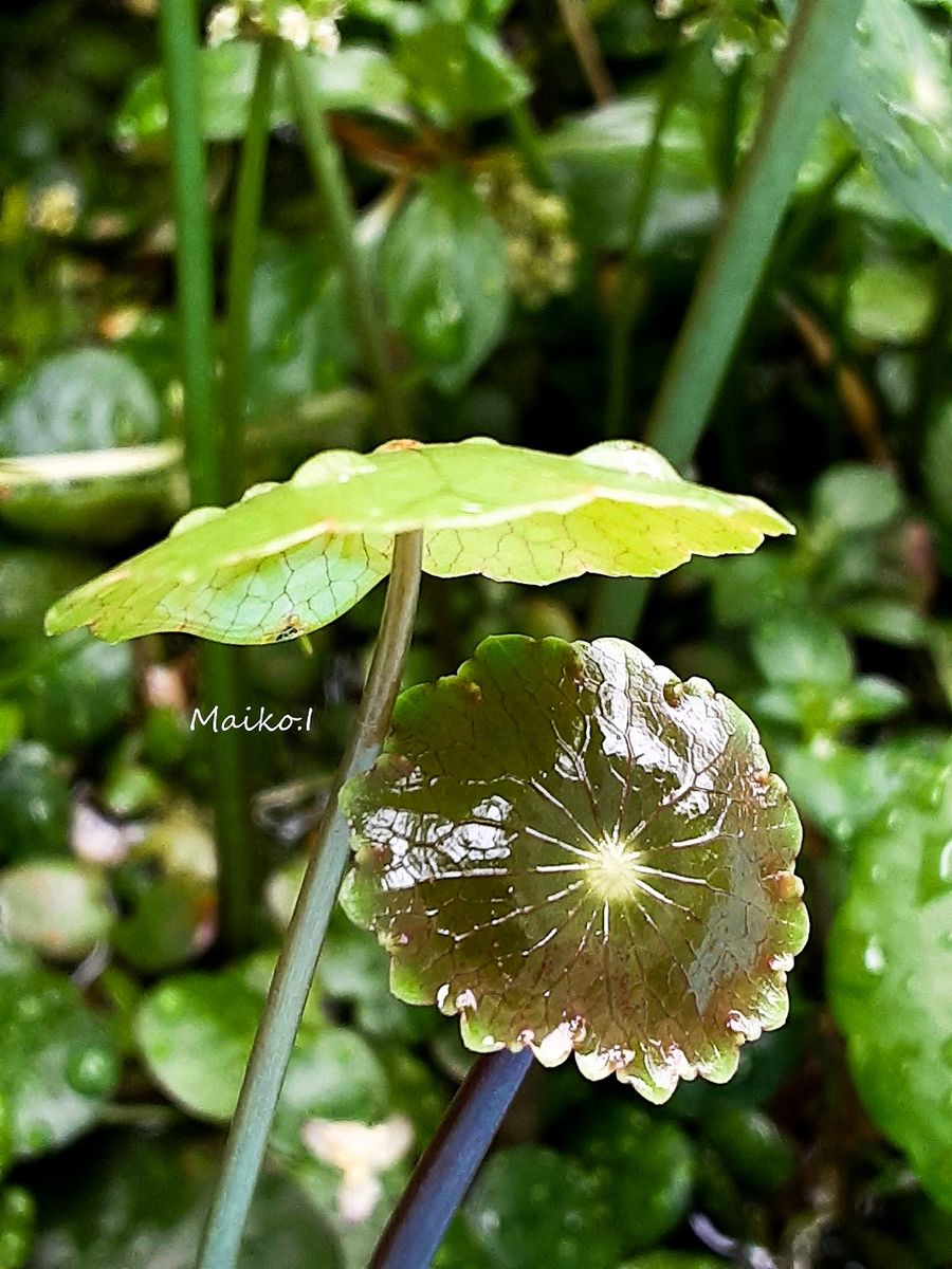 「水草」 キノコ？ではなぁい！水草だ。