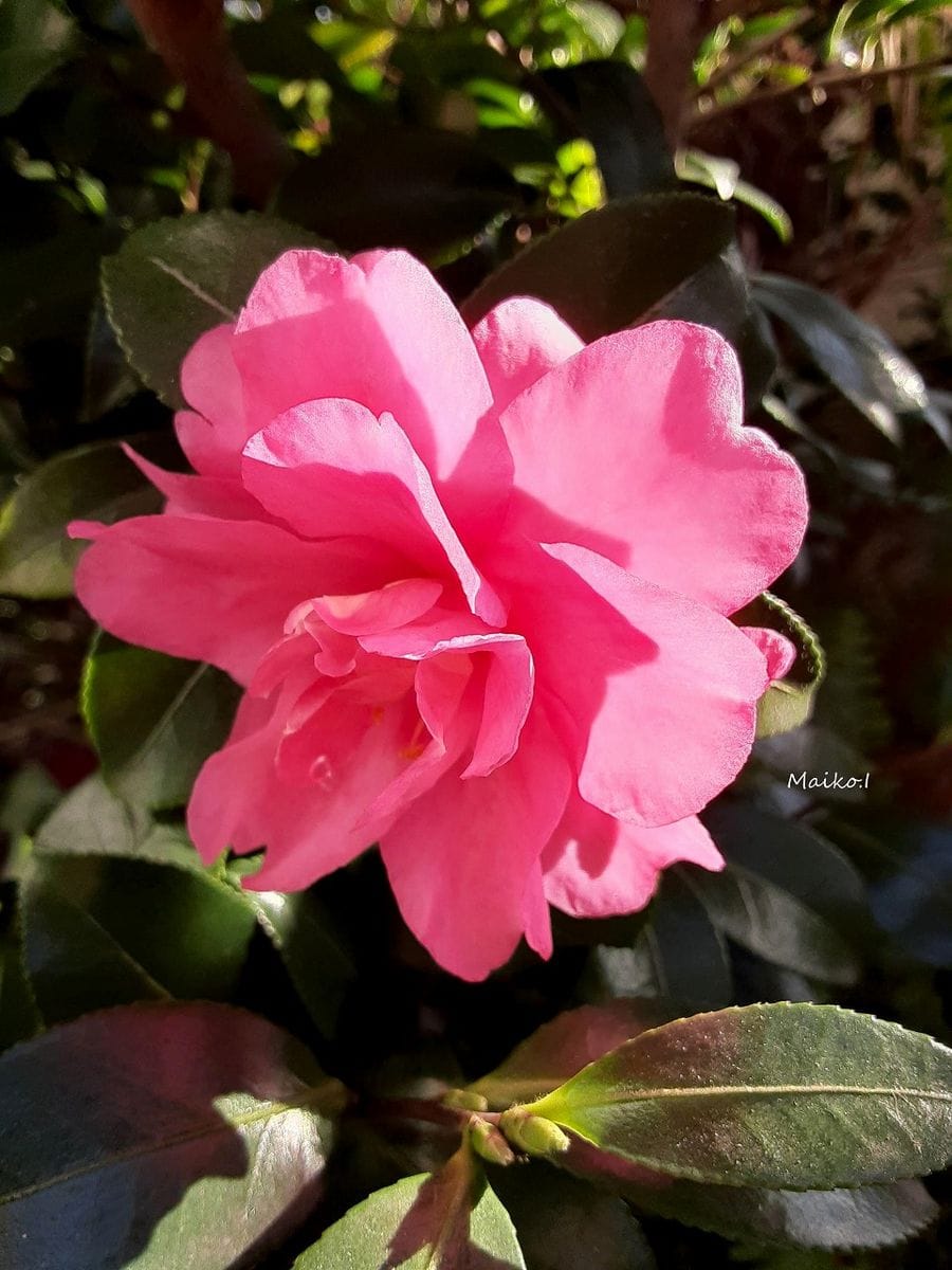 「山茶花」 今日はこんな感じ。