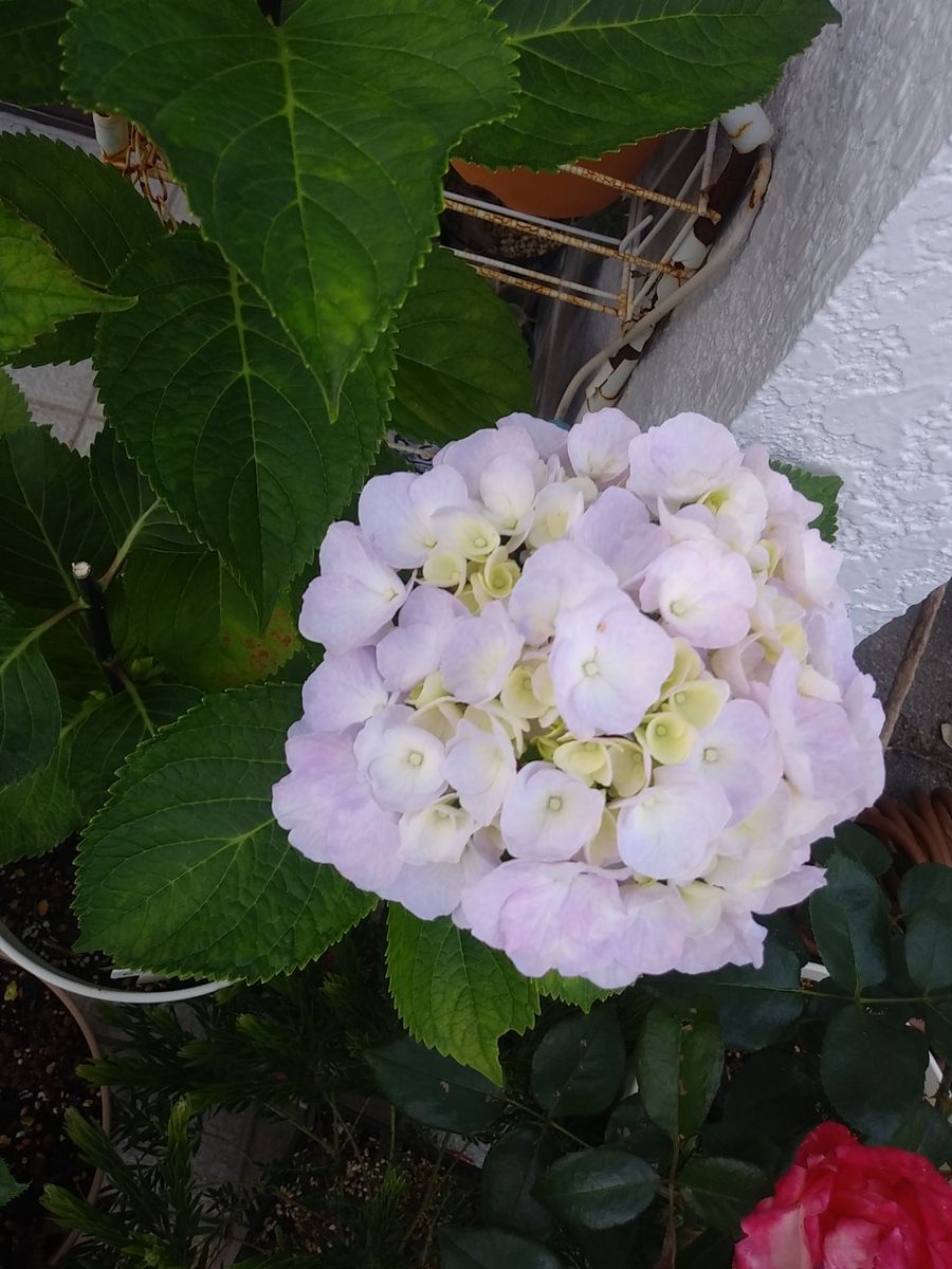 ゼブラフラミンゴ 紫陽花大好き のアルバム みんなの趣味の園芸