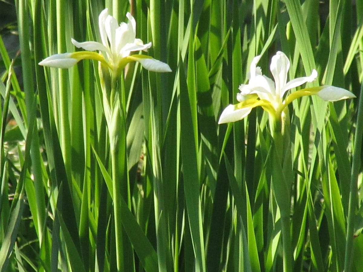 白色の菖蒲です❗ 黄色はもう少しあとのようです。