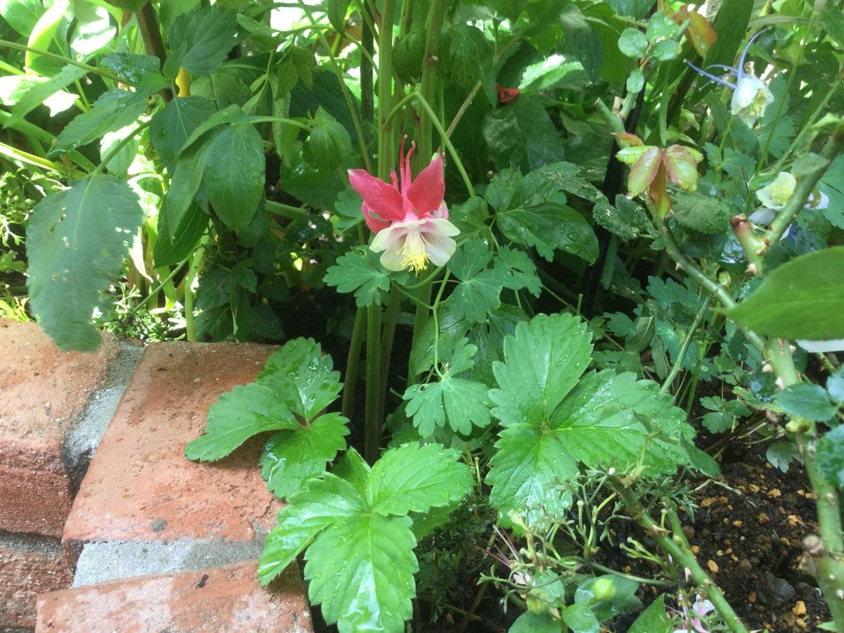 オダマキが1ヶ月前位から咲いています。折り紙の花みたい。