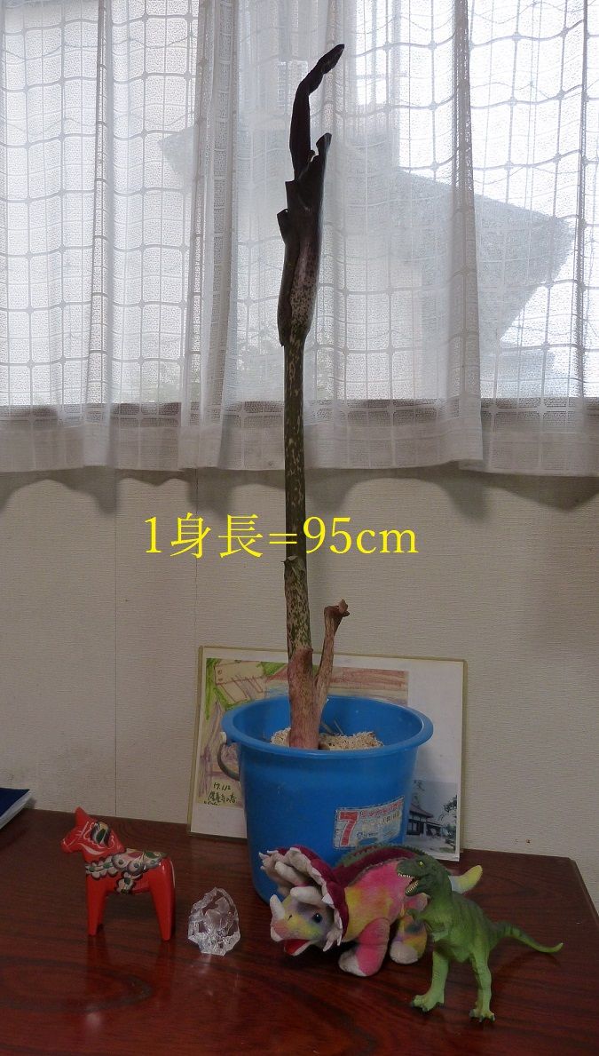 コンニャクの写真 by イネ科 2021-3-7   コンニャク花芽・身長95cm  毎日10cm弱 茎が