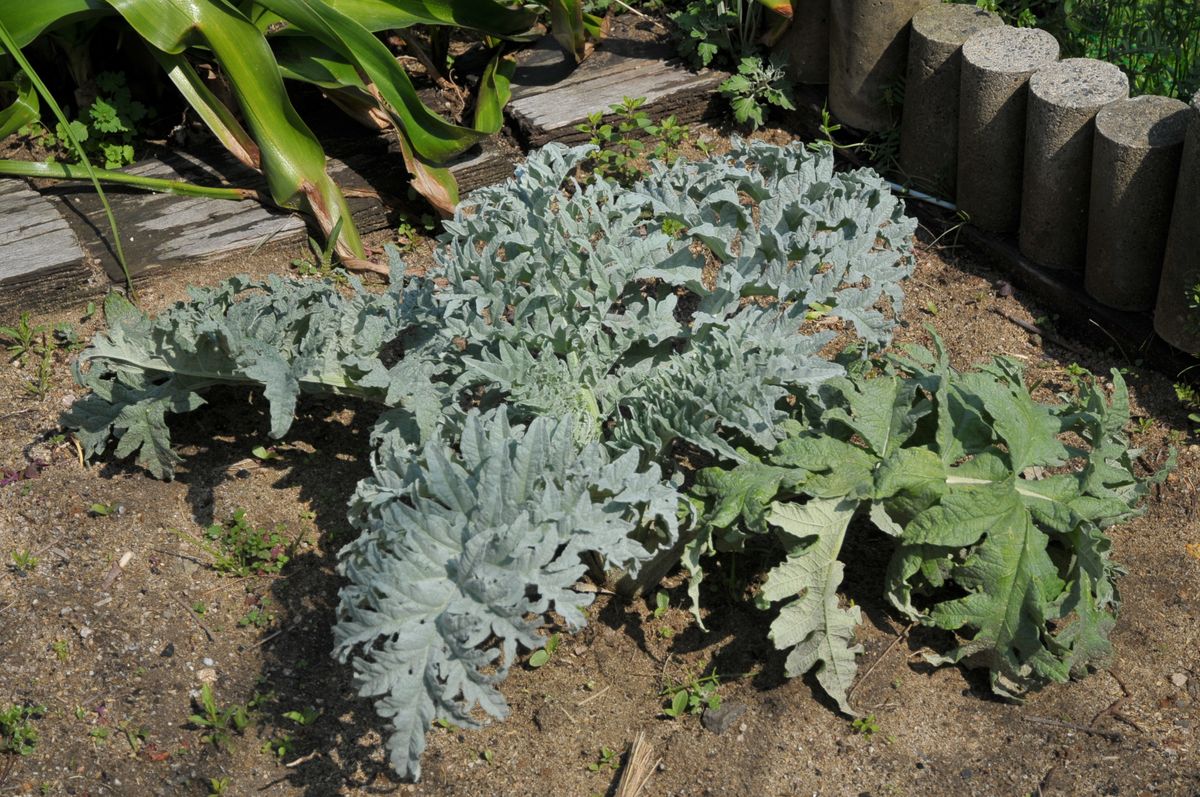 アーテイチョーク植え替えてちょっと元気がなかったのですが この２日ほどの雨でしゃ