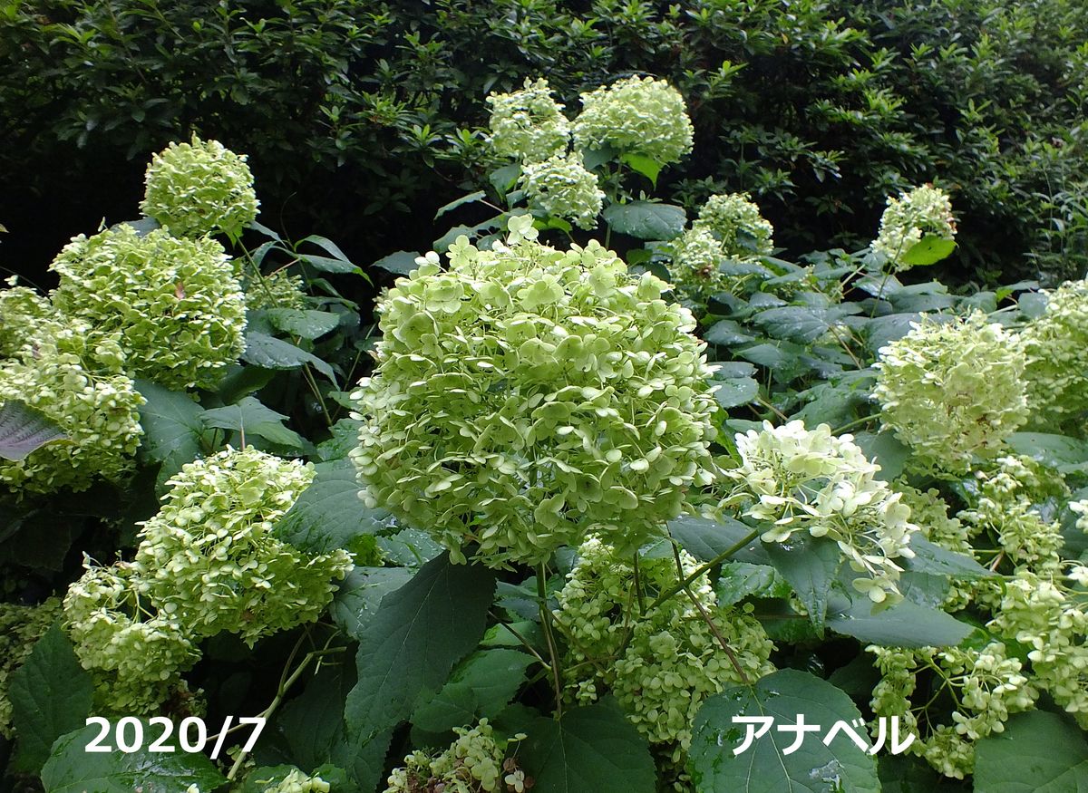 アナベルの花の色が変わってきました 白から薄い緑色になました やがて茶色になります