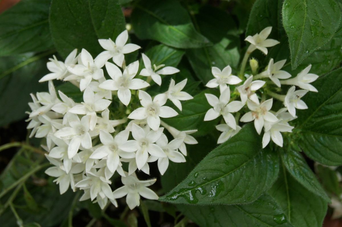 ペンタス🌼清楚な白色が好き💚