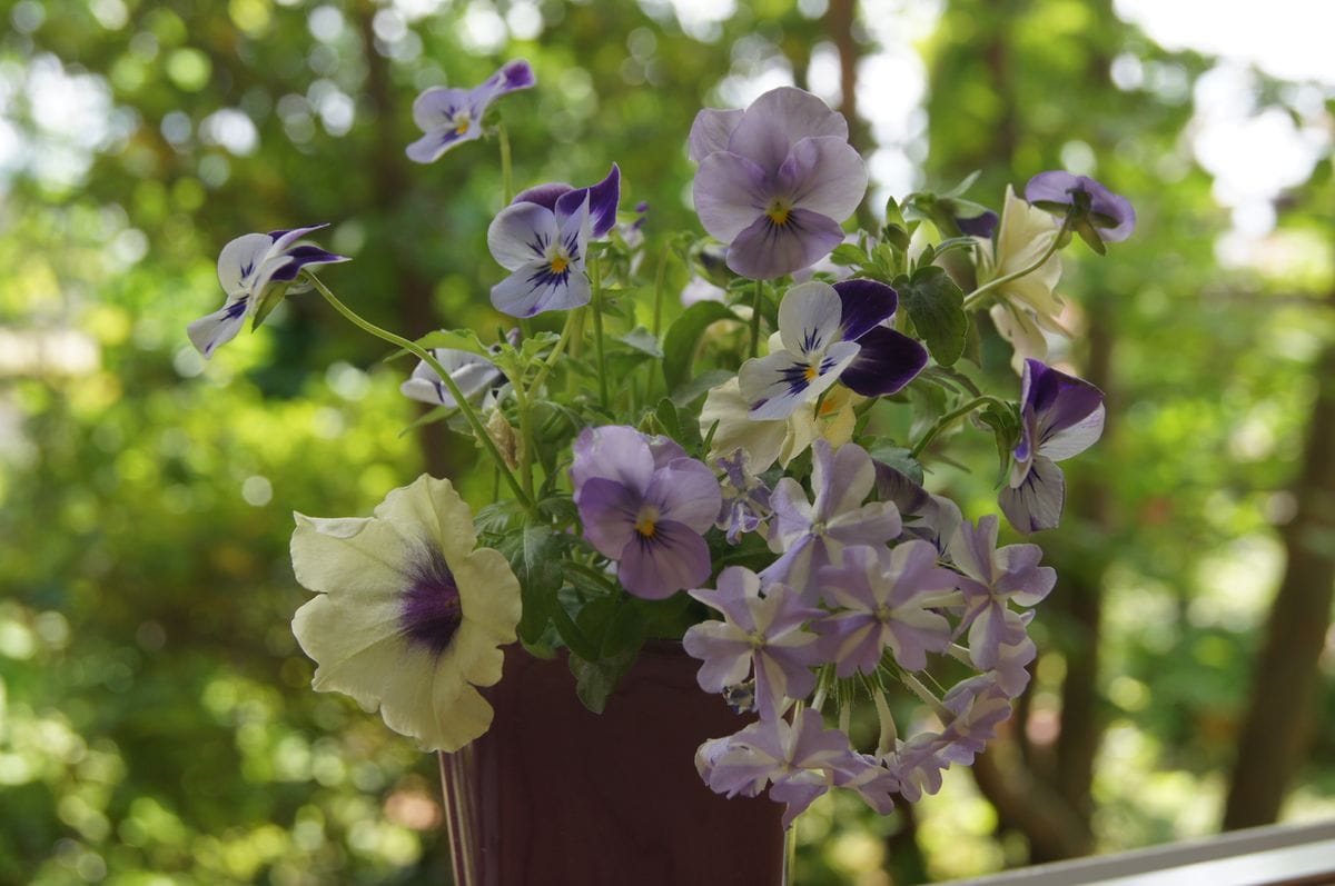 窓辺から💜 庭の小さな花たちを、ちょこっと寄せ植えにしました。