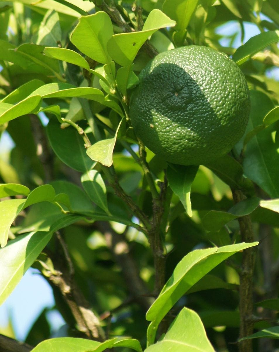 昨年は不作だったゆず🍊、ことしははたして・・・。