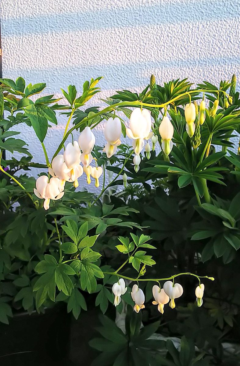 ケマンソウが満開です🌿