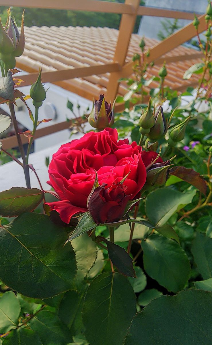 オデュッセイアの開花🌹 ロサオリエンティスの薔薇は去年春にお取り寄せ❣️