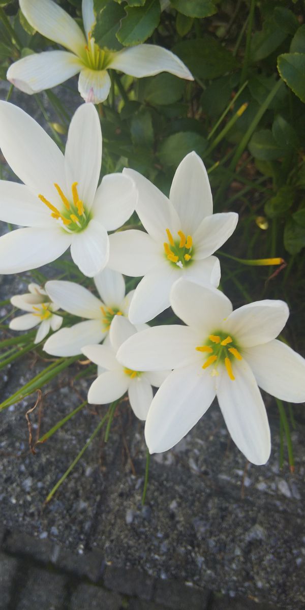 ポーチの花壇にちょこっと植えたままのタマスダレです。雨がたくさん降ると蕾が上がっ