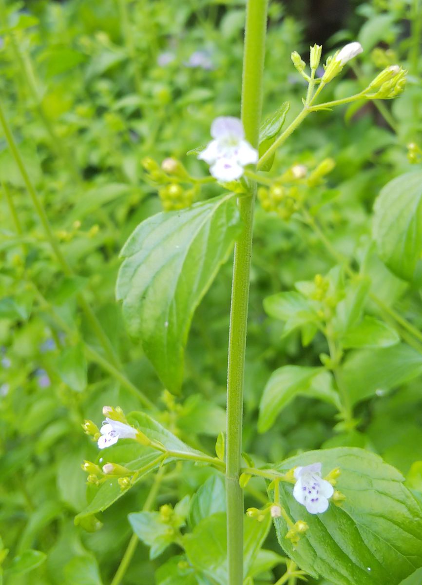 カラミンサの写真 by みつ蜜 カラミンサの初開花  モリモリに咲いてくれそうです。夏