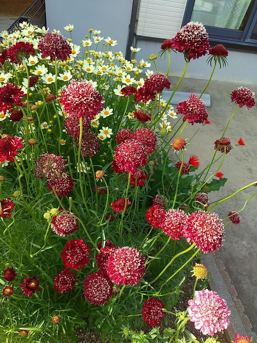 初めてのスカビオサ。種から植えました。 思った以上に背が高くて倒れやすいなぁ。