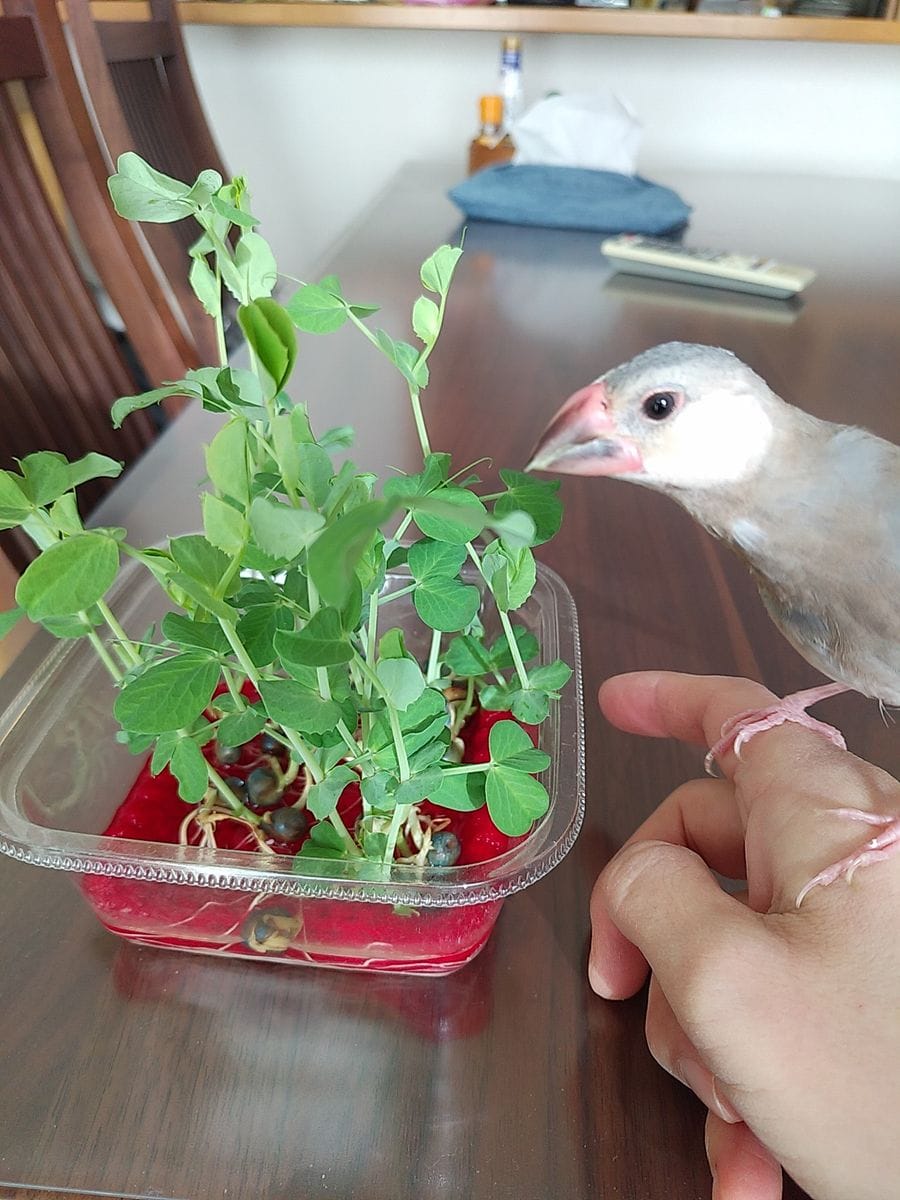 育てた豆苗を文鳥に食べてもらう！