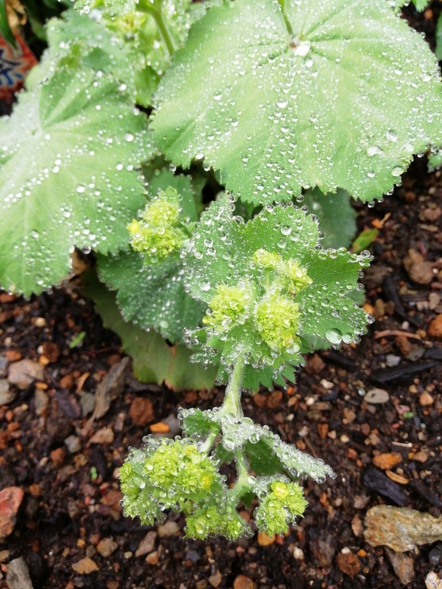 アルケミラモリス 雨あがりのキラキラ✨ 今年は元気かい？