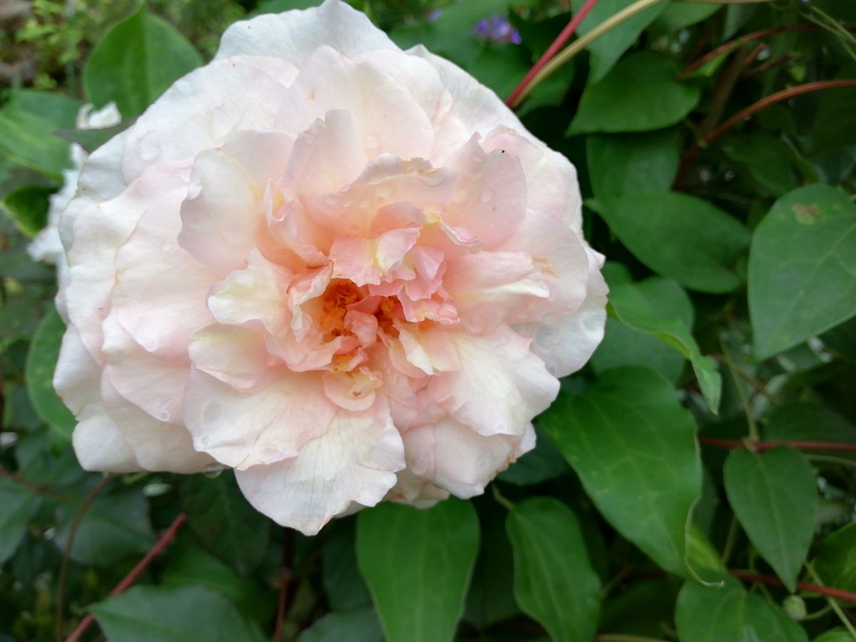 ピンクグルス アンアーヘン ことしも咲いてくれました。 雨が続いた中でも やはりしっ