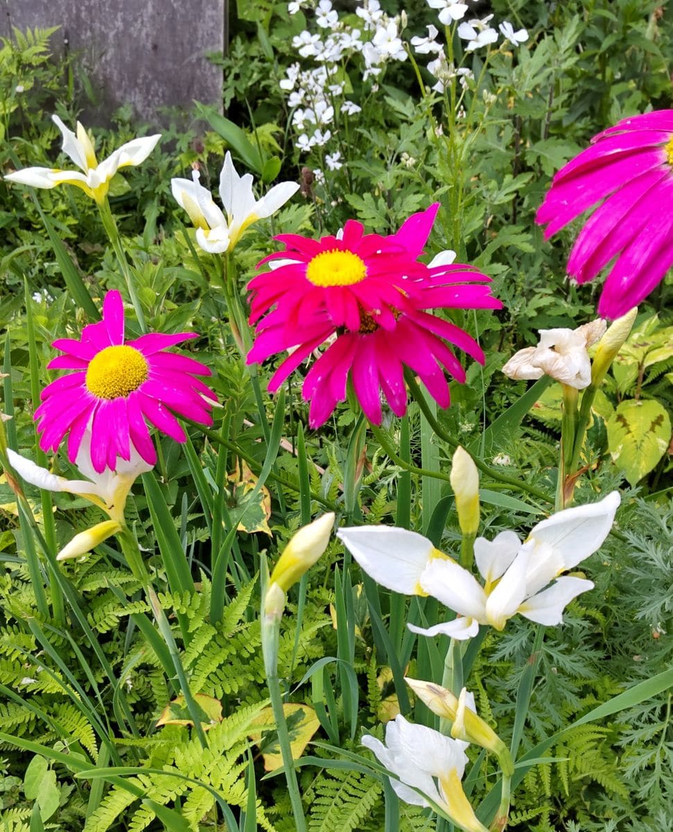 アカバナムシヨケギク（赤花除虫菊）と白花のアヤメ。 （5月20日撮影）