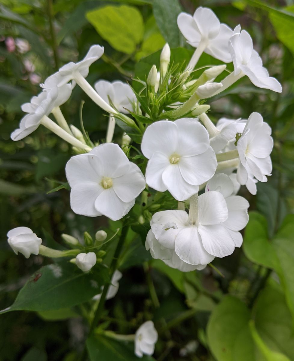 宿根フロックス 白花 自宅の庭の花 のアルバム みんなの趣味の園芸
