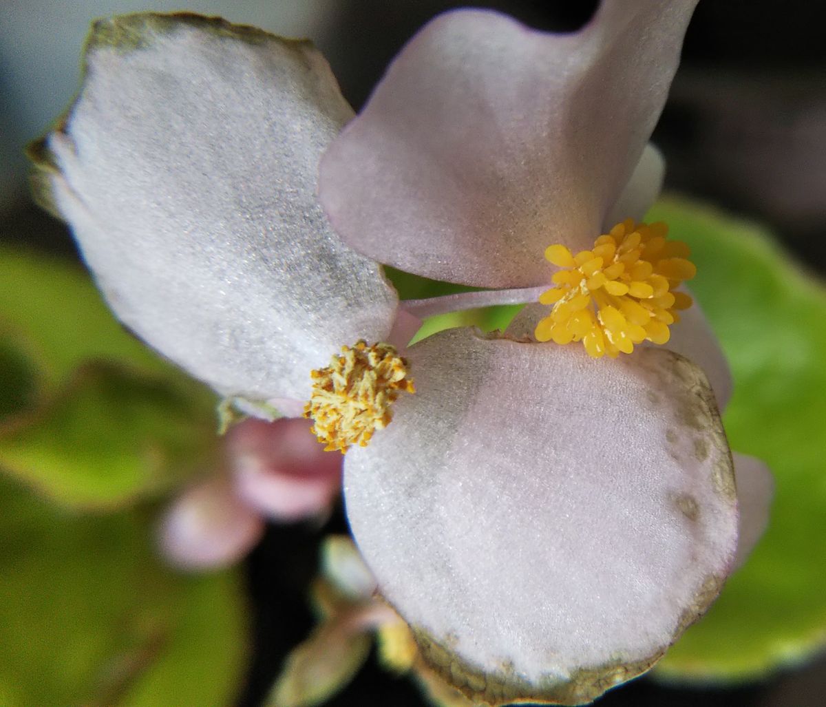 透明とまではいきませんが、ベゴニア・センパフローレンスの薄いピンクの花は、萎れて