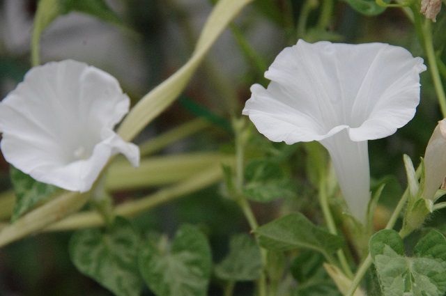 9月16日933石化変（青斑入孔雀葉石化白丸咲）の花が 咲きました