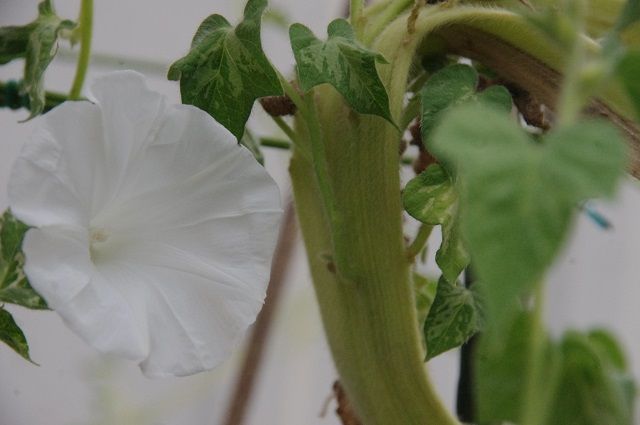 9月16日石化変の別の株にも白花が咲きました 3株有りますが お花が咲いてくれて一安心