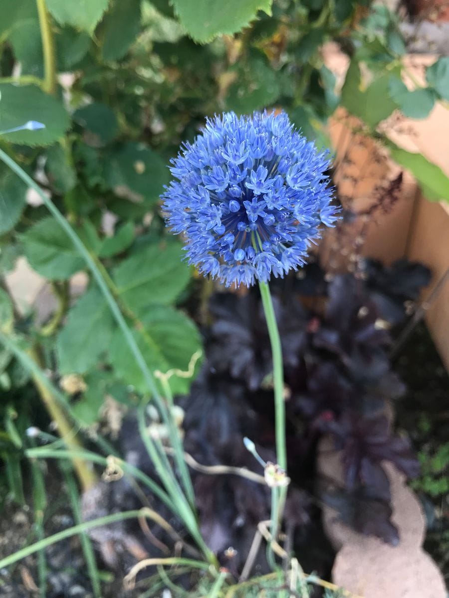 アリウムカエルレア、初めて植えてみた小球根。 咲いてみると本当に青い。小さくて可