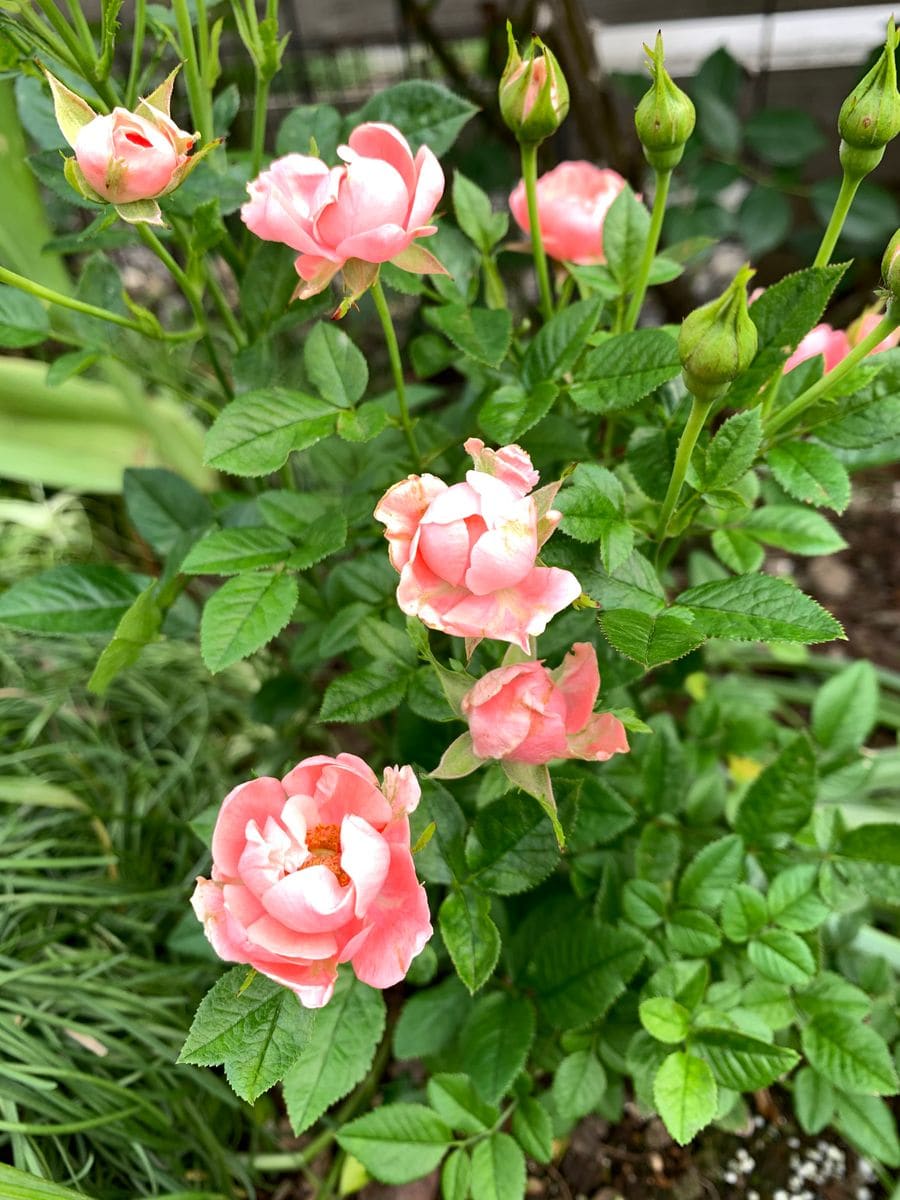 ミニバラサーモンピンク色が気に入って 薔薇の香りも楽しんでます のアルバム みんなの趣味の園芸