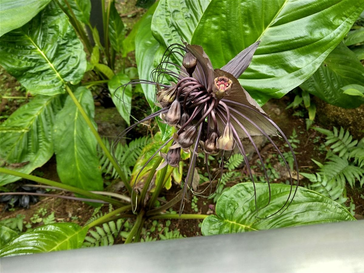 熱帯植物  神代植物公園