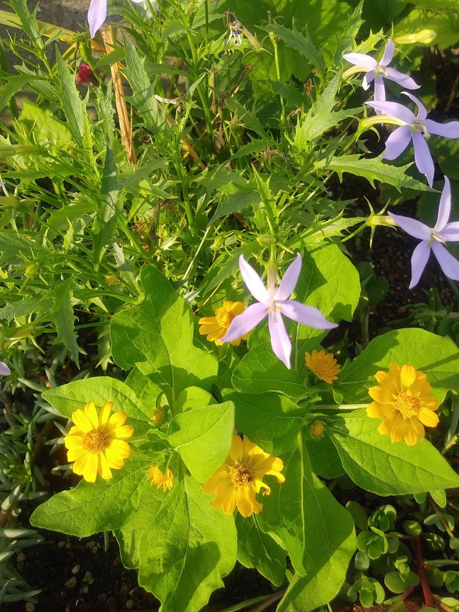 花壇です こぼれ種のイソトマです 夏の元気な花 のアルバム みんなの趣味の園芸