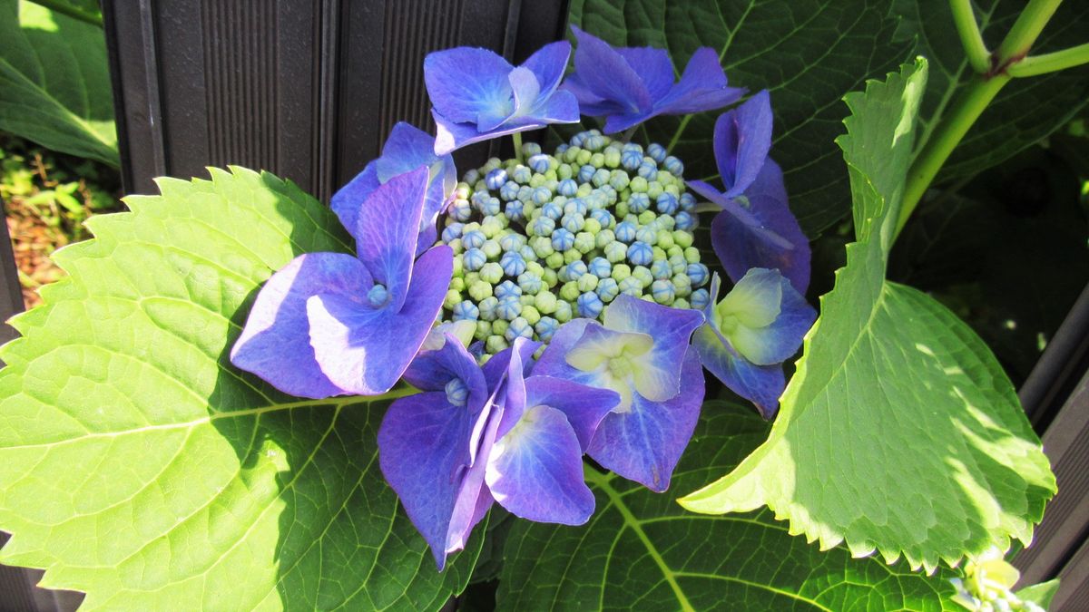 ガクアジサイ ブルースカイ 6 5 紫陽花 見て歩る記 のアルバム みんなの趣味の園芸