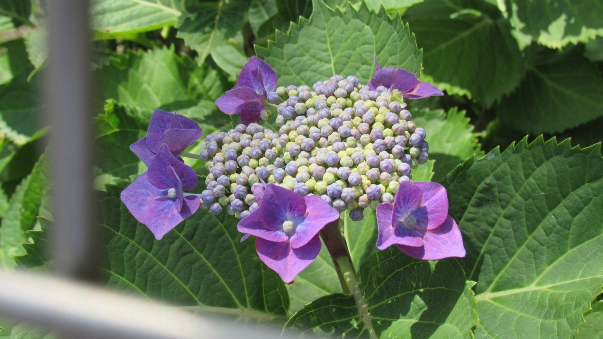 ガクアジサイ「メッサリーナ」2020.6.5撮影 丸みの紫装飾花が印象的