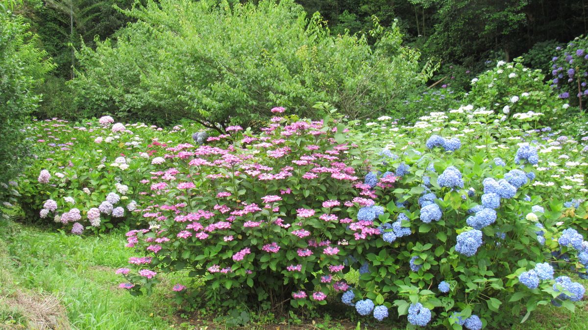 アジサイ畑全景 2020.6.16撮影 このアルバム「紫陽花-見て歩る記」の最後は 村のアジ