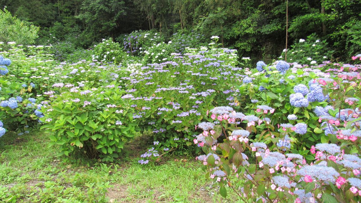 アジサイ畑全景 2020.6.16撮影 このアルバム「紫陽花-見て歩る記」の最後は 村のアジ