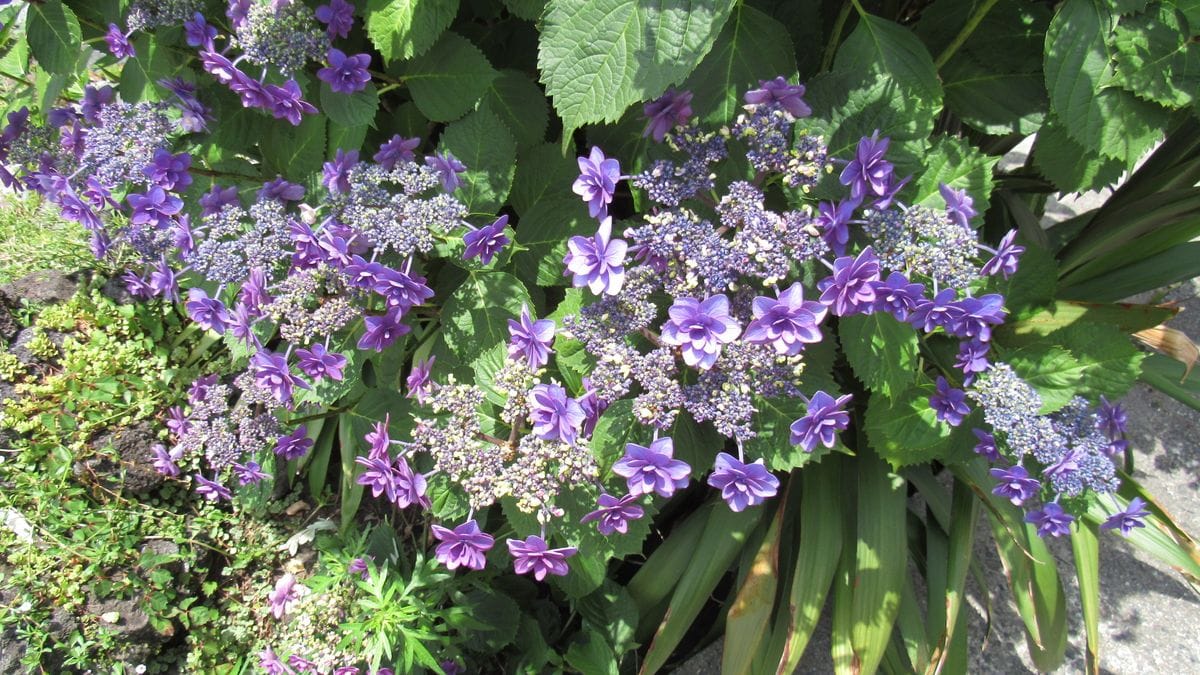 ガクアジサイ 小町 6 5撮影八重 紫陽花 見て歩る記 のアルバム みんなの趣味の園芸