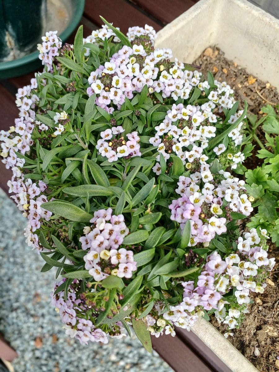 スイートアリッサム こぼれ種から発芽したもの➰白花と紫花が混ざっているようです。