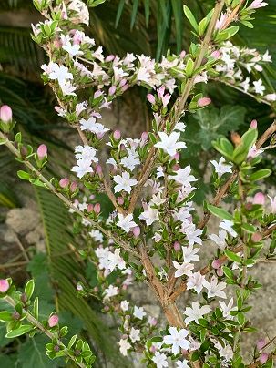 白丁花（ハクチョウゲ）   何年か名前を知らずに庭に植えていたものですが、やっとわ