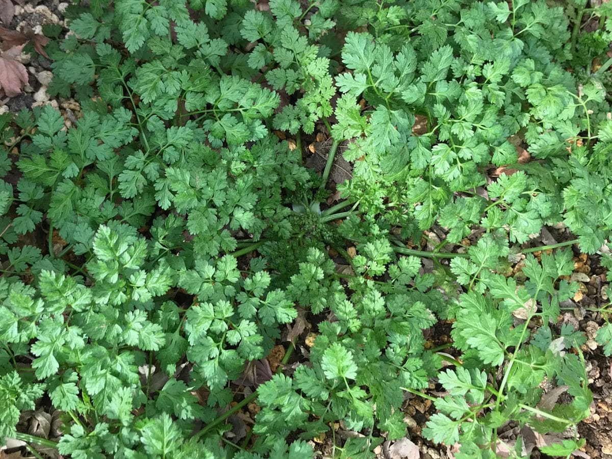 チャービル。 夏の終わりに植えた株ですが、寒さに負けず元気です。