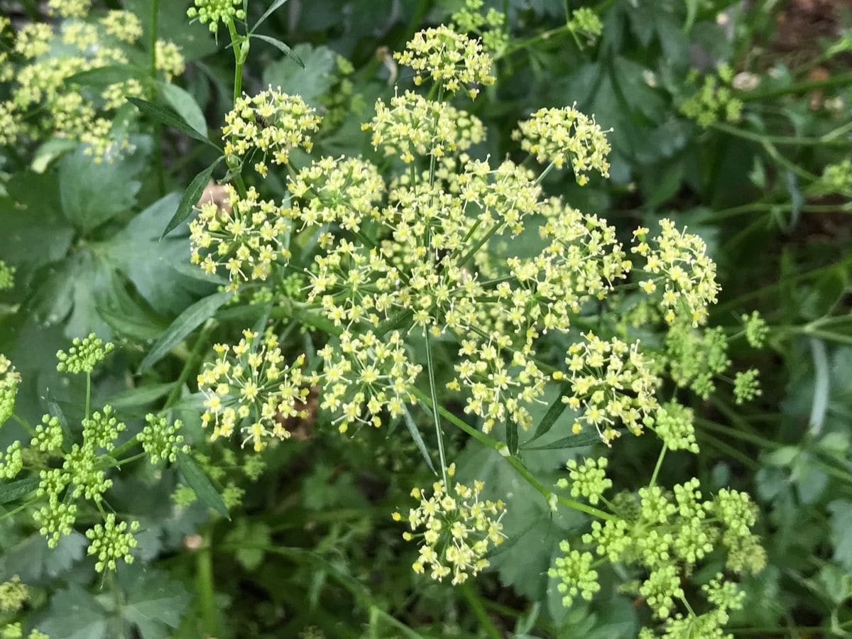 イタリアンパセリの花。  2年目に花をつけて枯れる、という説明を見ましたが、昨年初