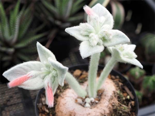 今年はいつまでも地上部を切らなかったので 新芽の出るのが遅れました。 古い茎を切り