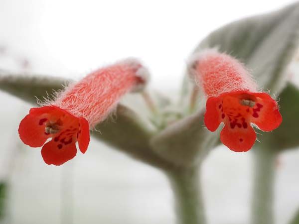 遅れていた今年の花がやっと咲き始めました。 花までモフモフの小さく可愛い花です。