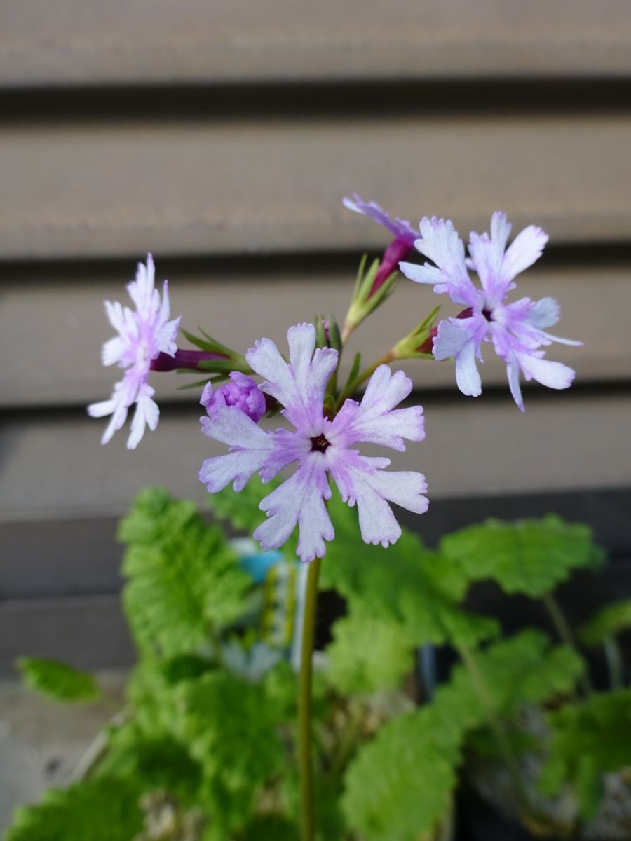 日本桜草 北斗星その3. アルバムの写真を見ていたら、去年も一重咲きの 第一号だった