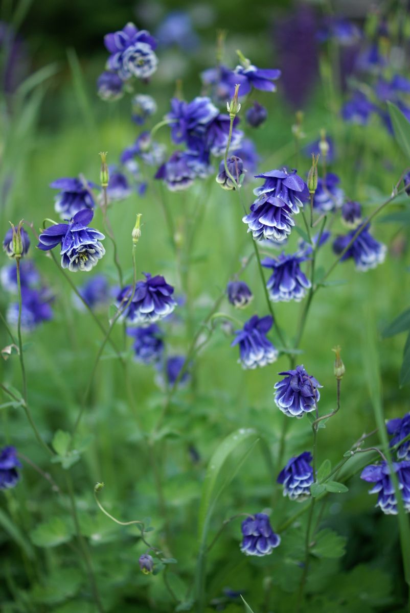 西洋ｵﾀﾞﾏｷの青白Ｗ花