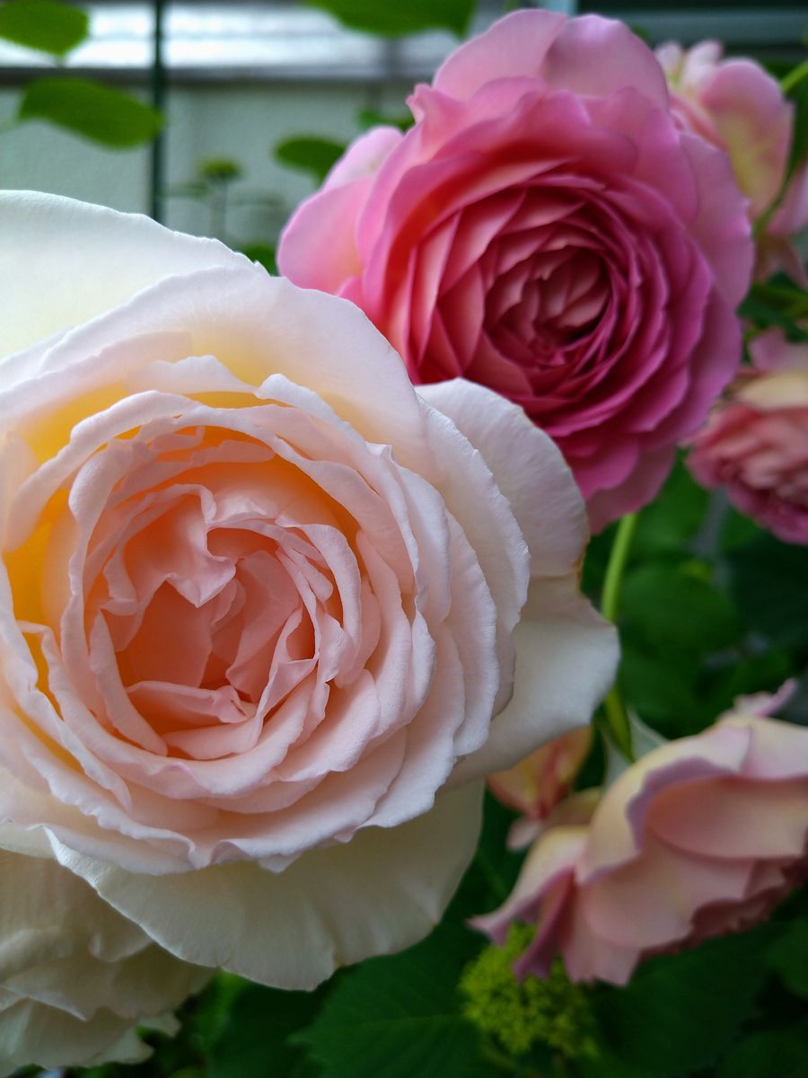 バラ 薫乃とジュビリーセレブレーショ 我が家のお花たち のアルバム みんなの趣味の園芸