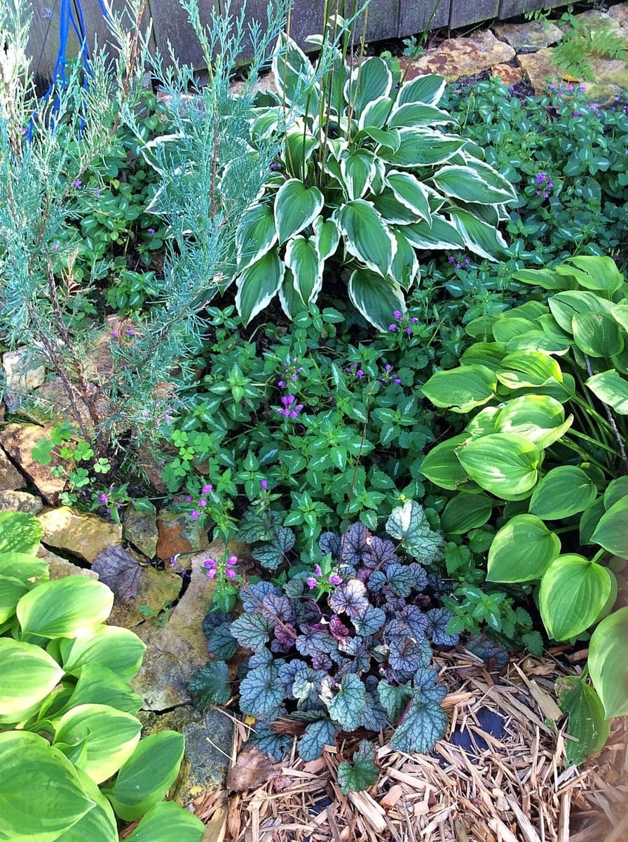 ヒューケラの写真 by たらりねっと シェードガーデン: coral bells, hosta, dead nett