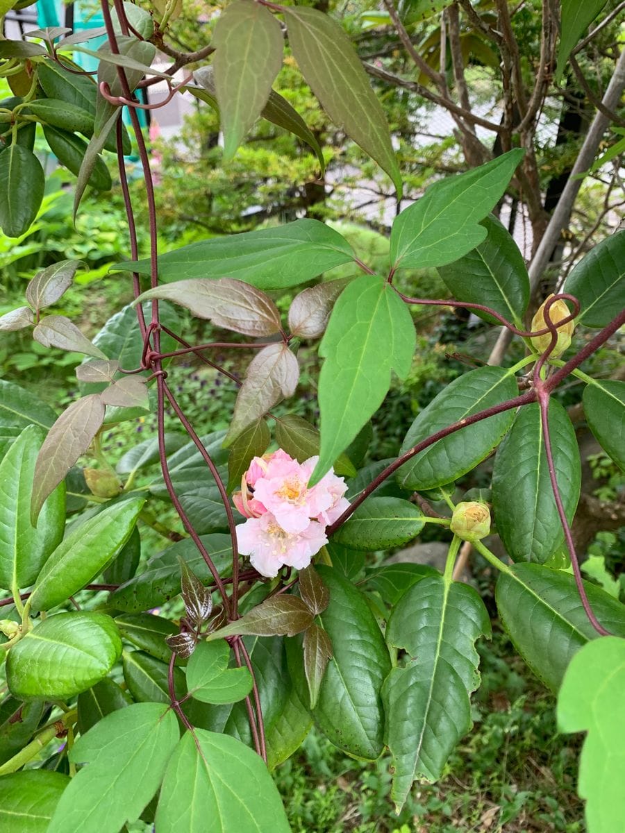 シャクナゲの花が咲き始めました。段々和の花が好きになりました。