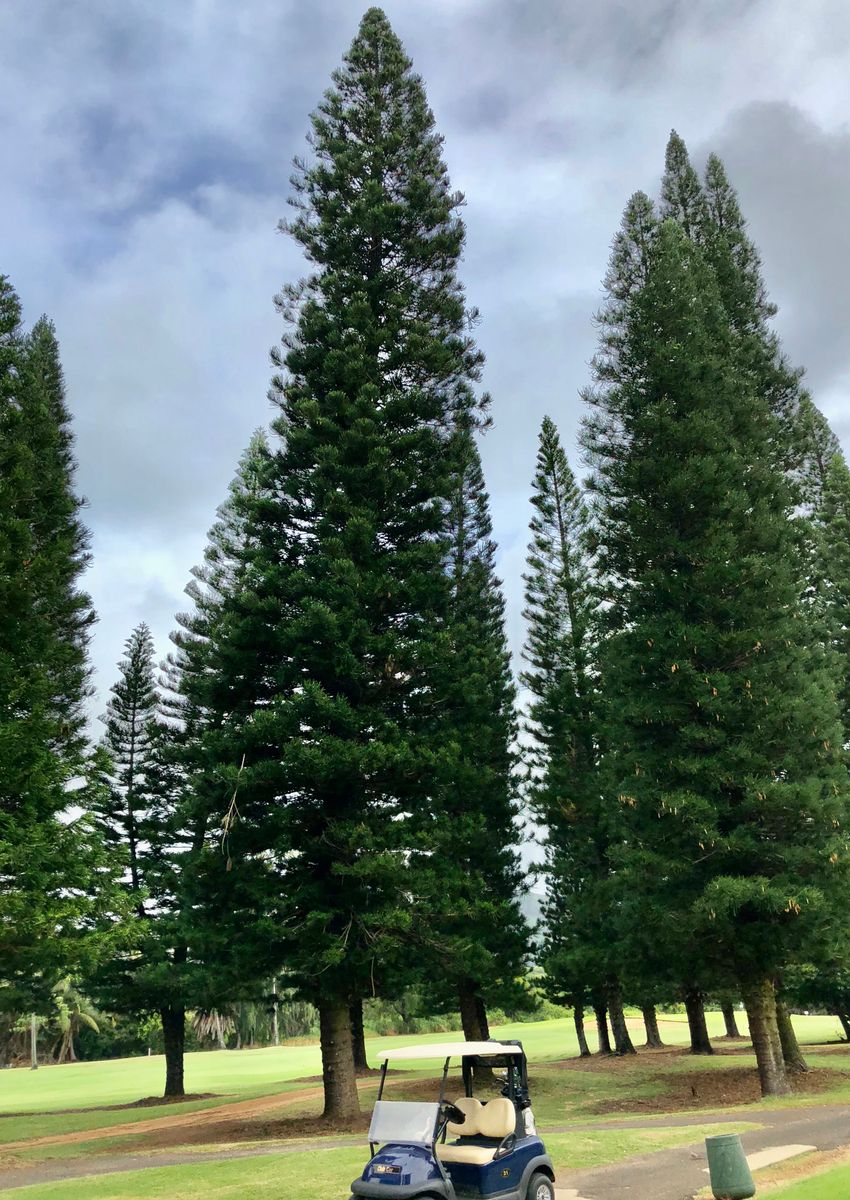 たまにはゴロフでアメリカ松。カウアイ島リフエ